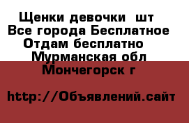 Щенки девочки 4шт - Все города Бесплатное » Отдам бесплатно   . Мурманская обл.,Мончегорск г.